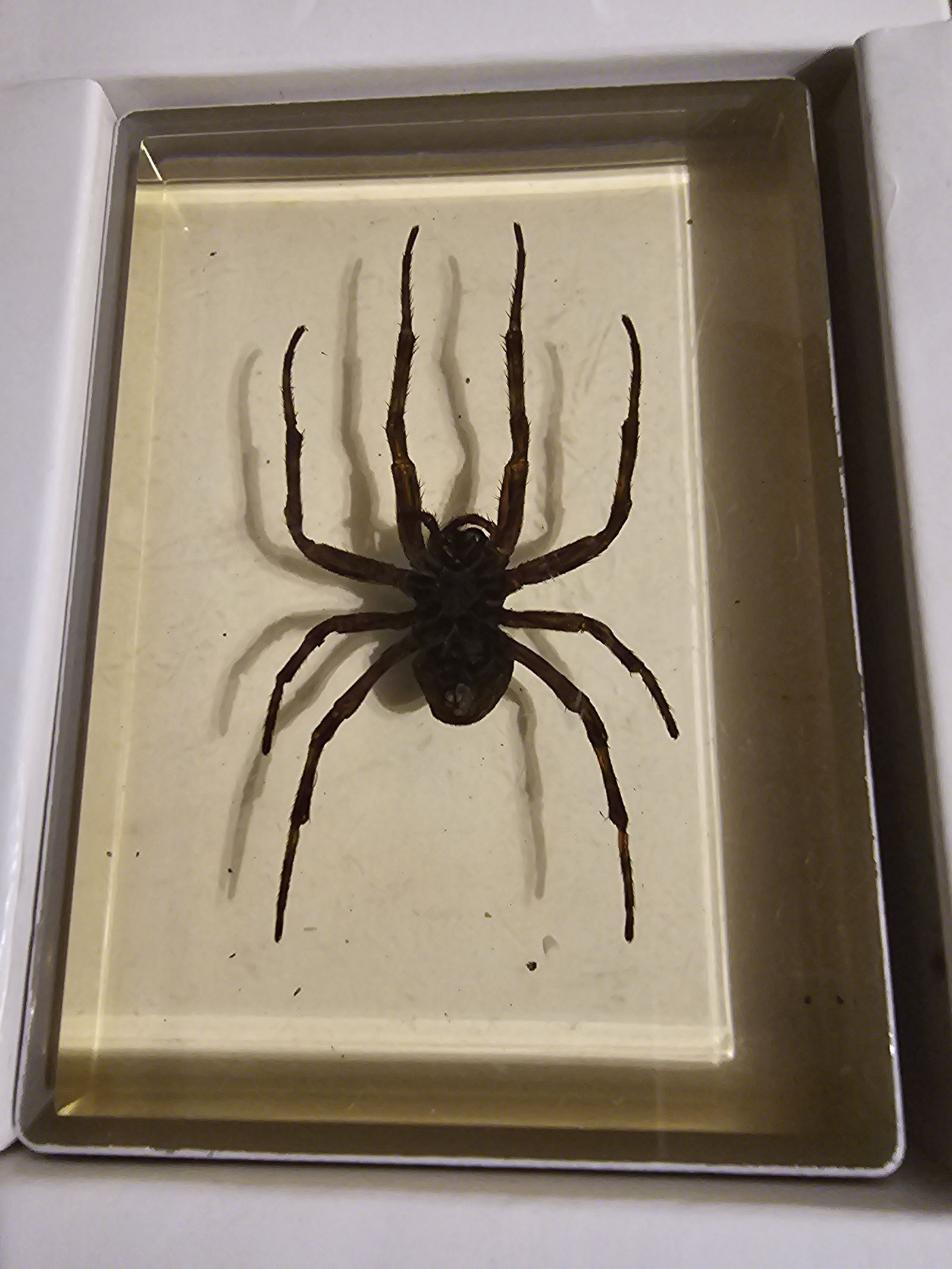 Omni Deck - Spider